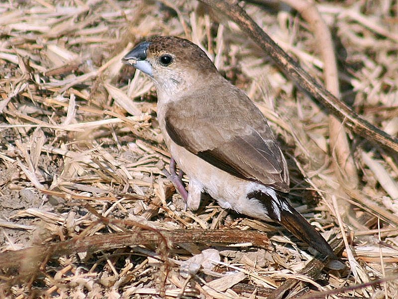 Loodbekjes (malabarica), Meerdere dieren, Tropenvogel, Geringd