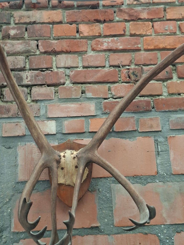 Herten gewei, Ophalen
