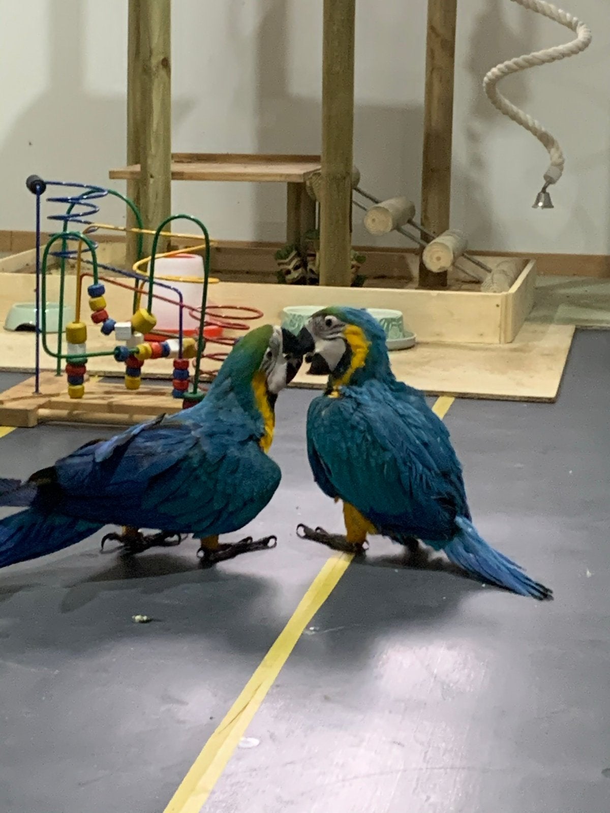 Prachtig koppel Ara ararauna (Blauwgele Ara's) 5 jaar oud, Animaux & Accessoires