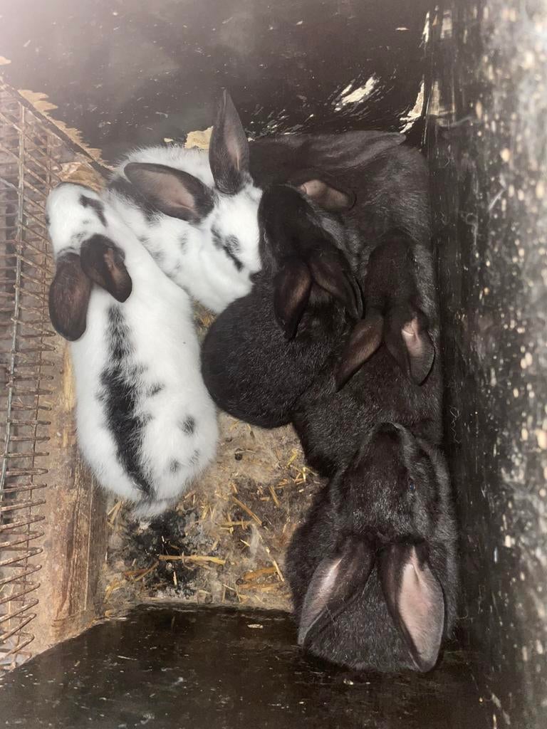 Konijnen, Dieren en Toebehoren