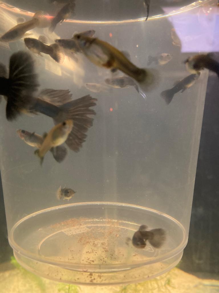Guppy, guppies, gup, guppen, Dieren en Toebehoren, Vissen | Aquariumvissen, Vis, Zoetwatervis, Schoolvis