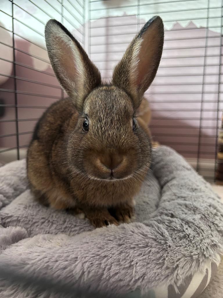 Lapin, Ophalen