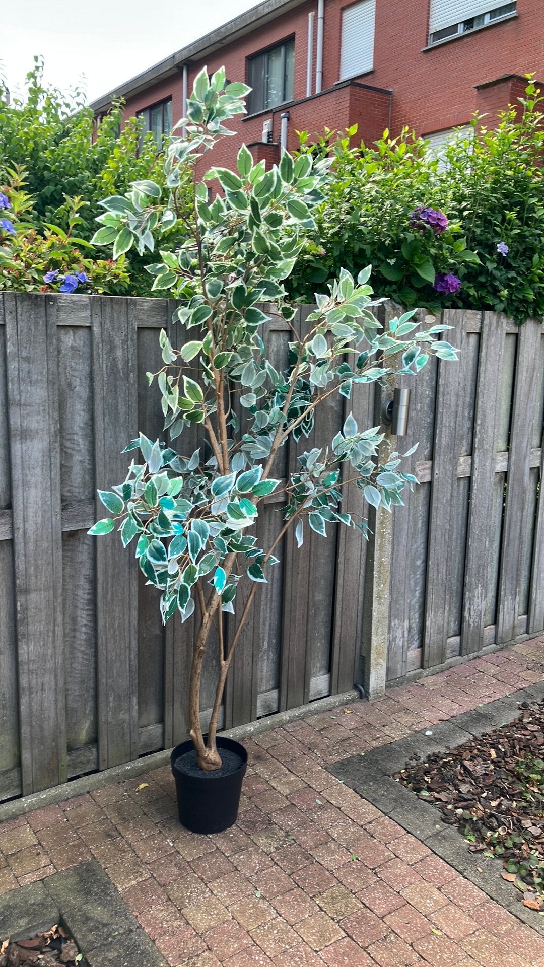 Kunst plant fixus benjamin, Enlèvement