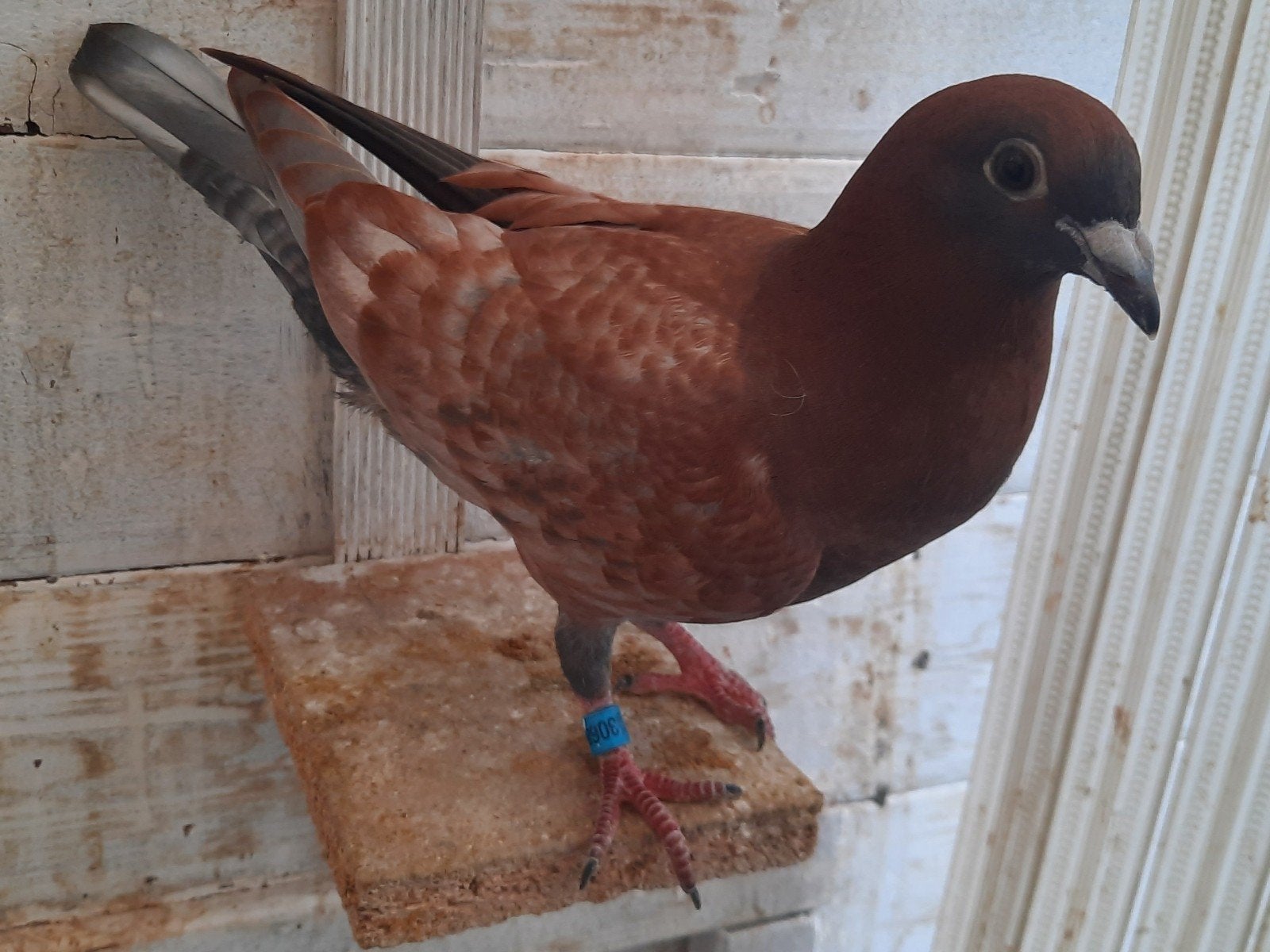 3 jonge duiven, Pigeon voyageur