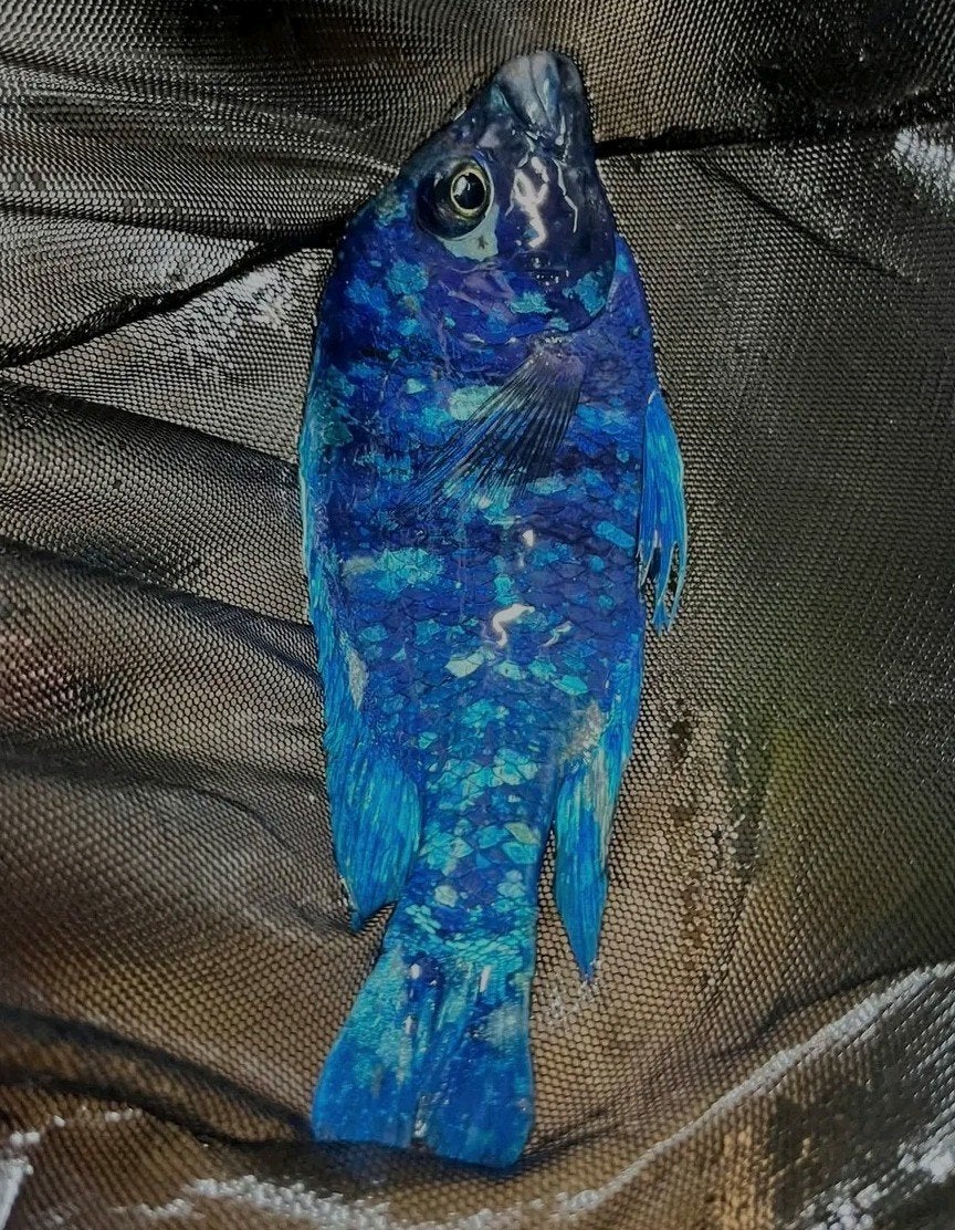 kweekgroep Placidochromis tanzania XL, Dieren en Toebehoren