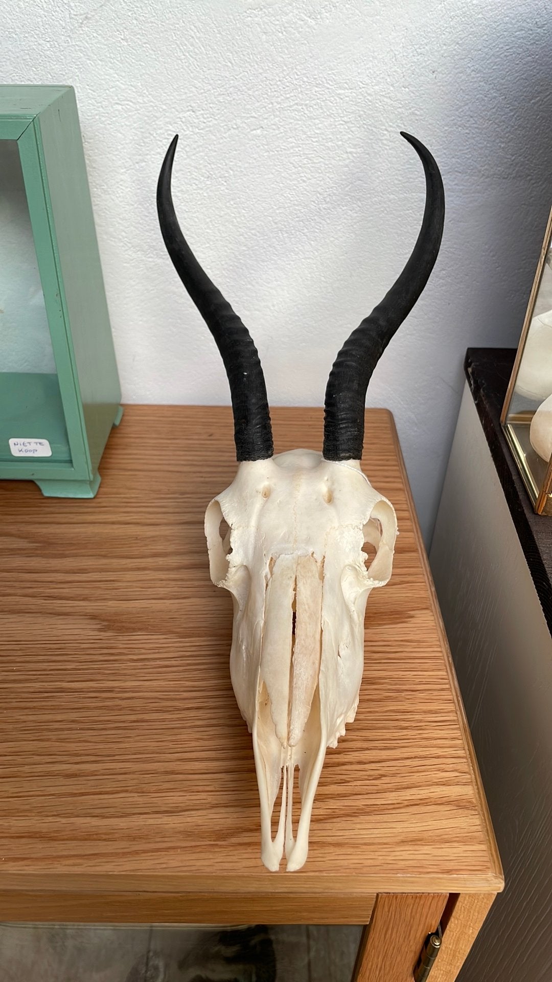 Schedel springbok vrouw, Verzamelen, Ophalen of Verzenden, Zo goed als nieuw, Wild dier, Schedel