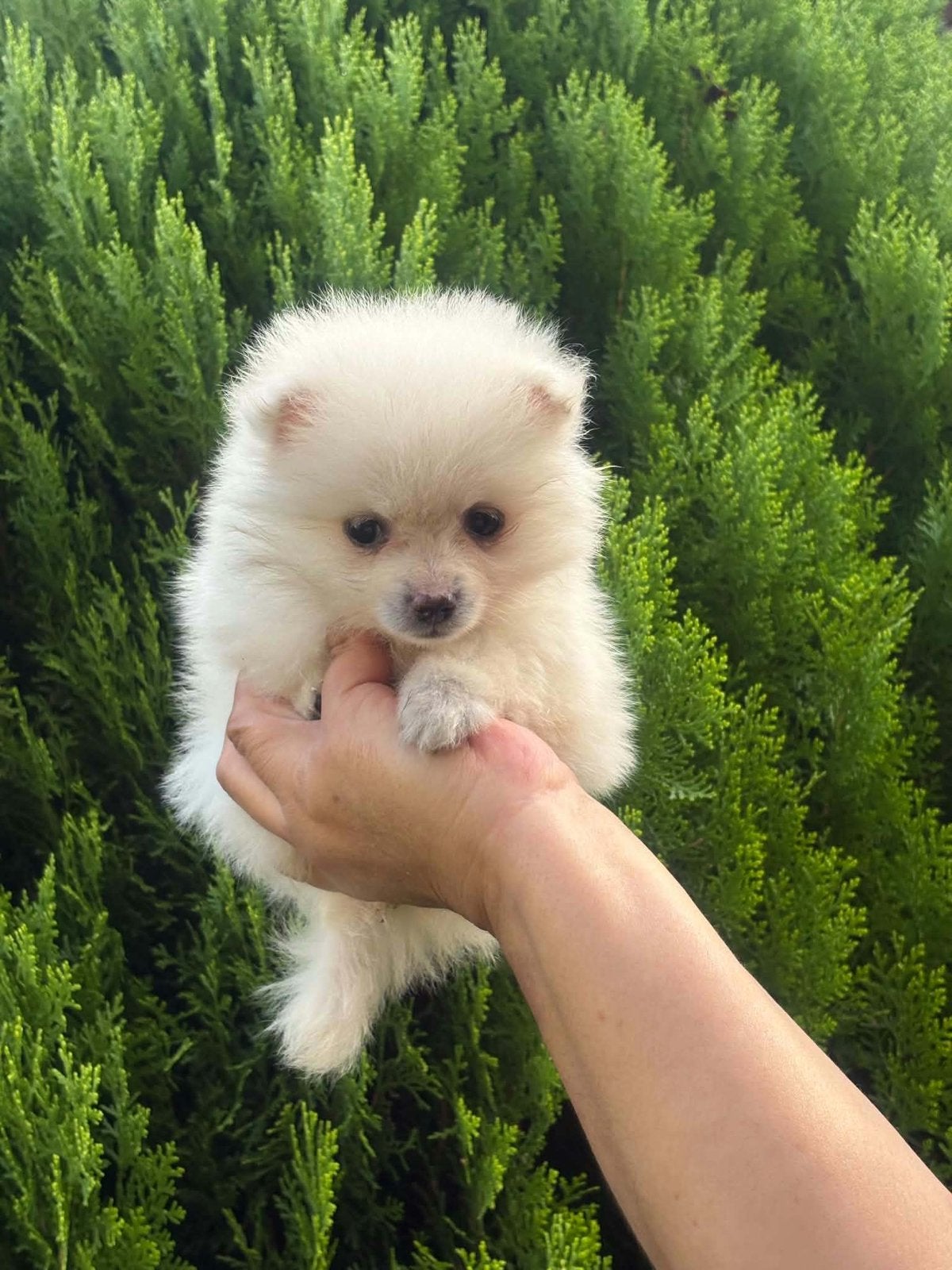 Pomeriaan puppy, Dieren en Toebehoren, België, Fokker | Hobbymatig, 8 tot 15 weken, Teef