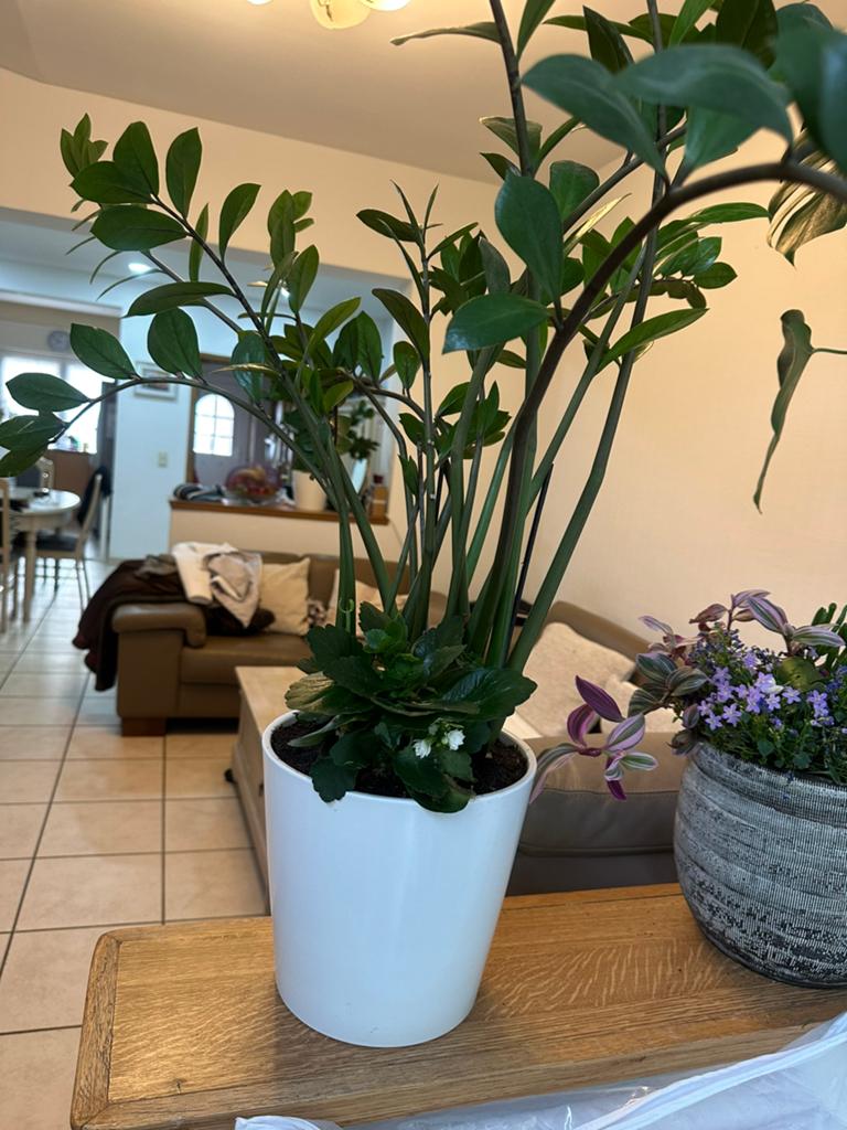 Natuurlijke kamerplanten, Huis en Inrichting, Kamerplanten, Ophalen, 100 tot 150 cm, Overige soorten, Halfschaduw