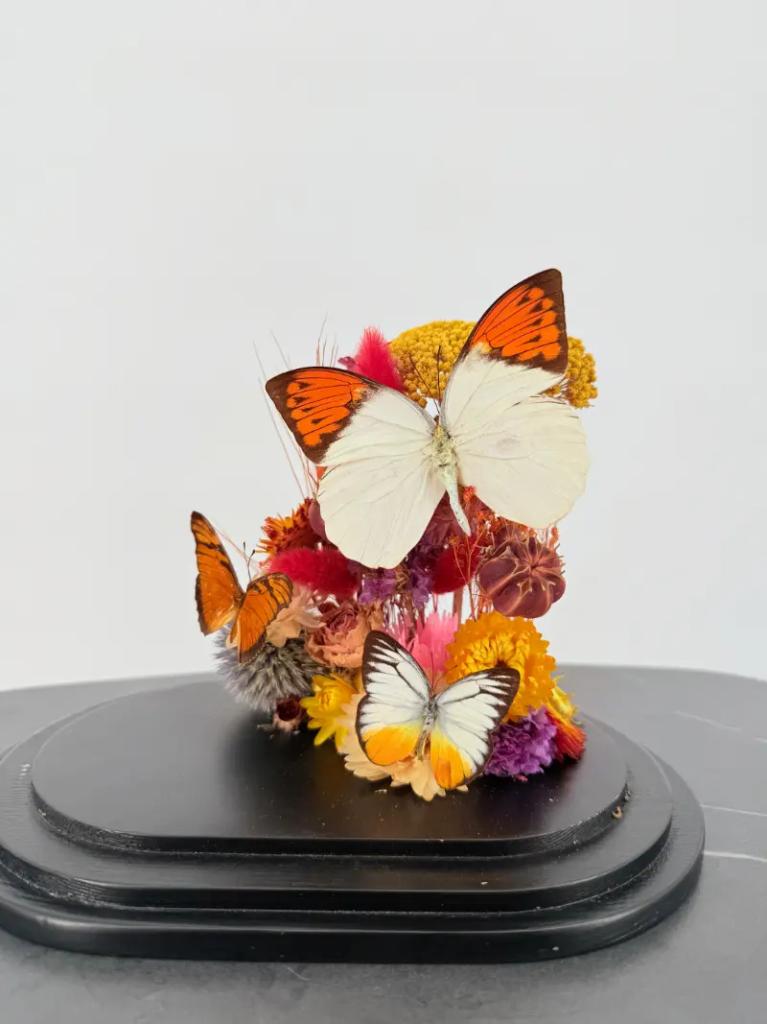 Grote oranjetip onder glazen stolp, Enlèvement ou Envoi, Neuf, Insecte, Animal empaillé