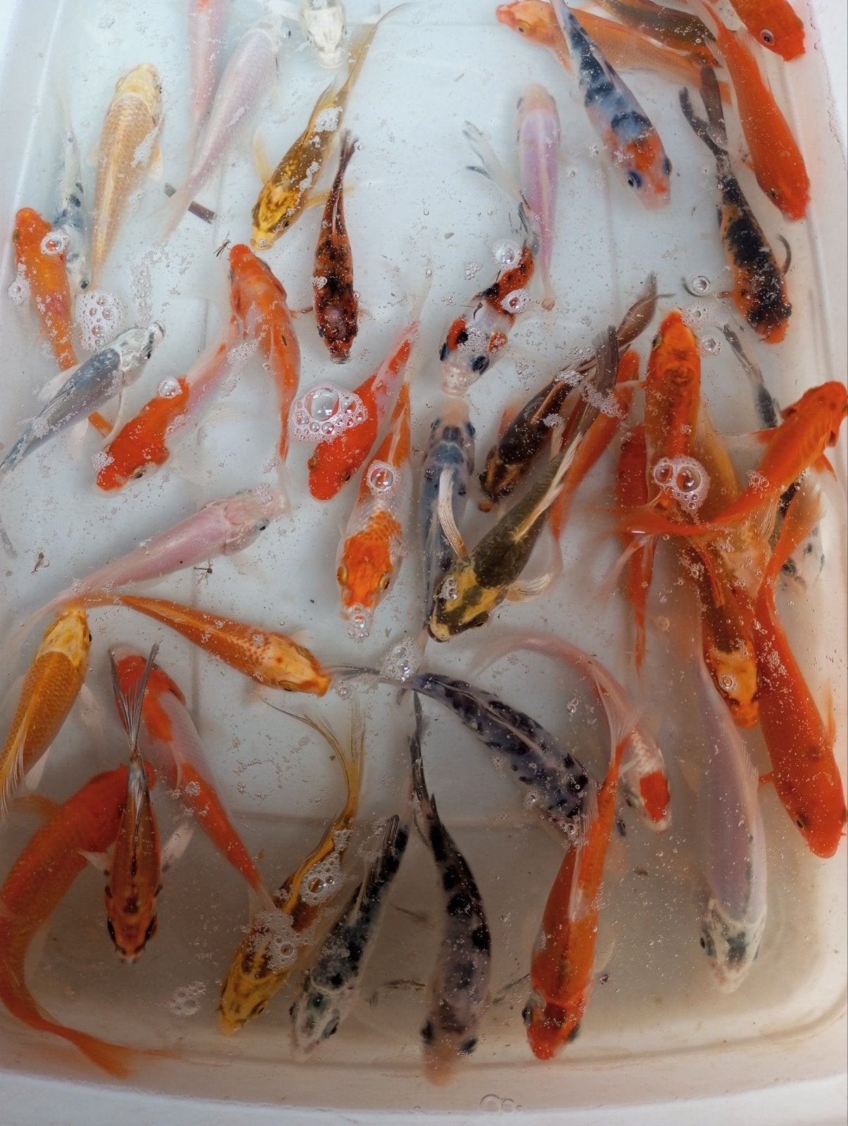 koi en vlinder koi s 10 12 cm, Ophalen
