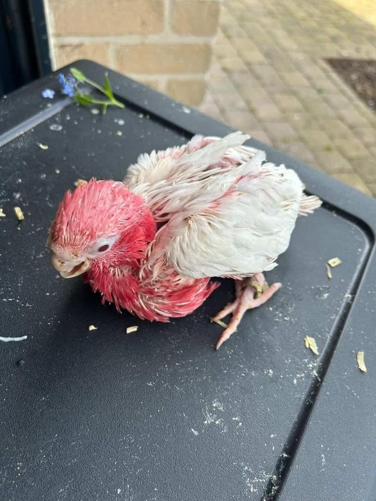 Kaketoe lutino, Dieren en Toebehoren, Vogels | Parkieten en Papegaaien, Geslacht onbekend, Papegaai, Geringd