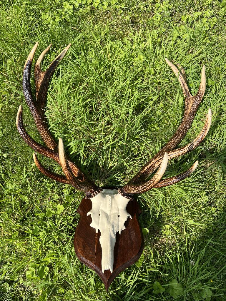 Cornes de cerf, Septembre, Mâle