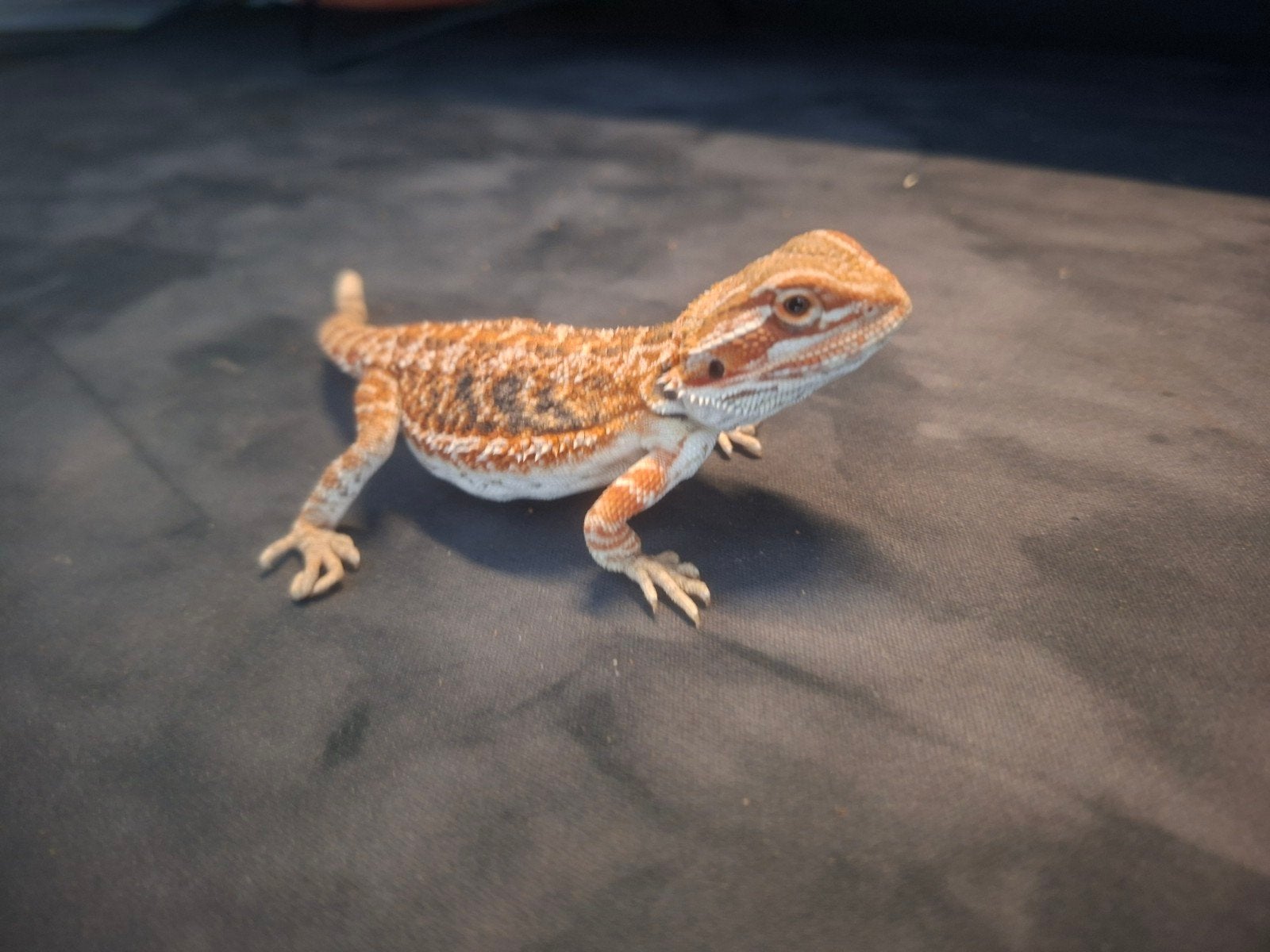 baby baardagaam, Dieren en Toebehoren, Hagedis, 0 tot 2 jaar