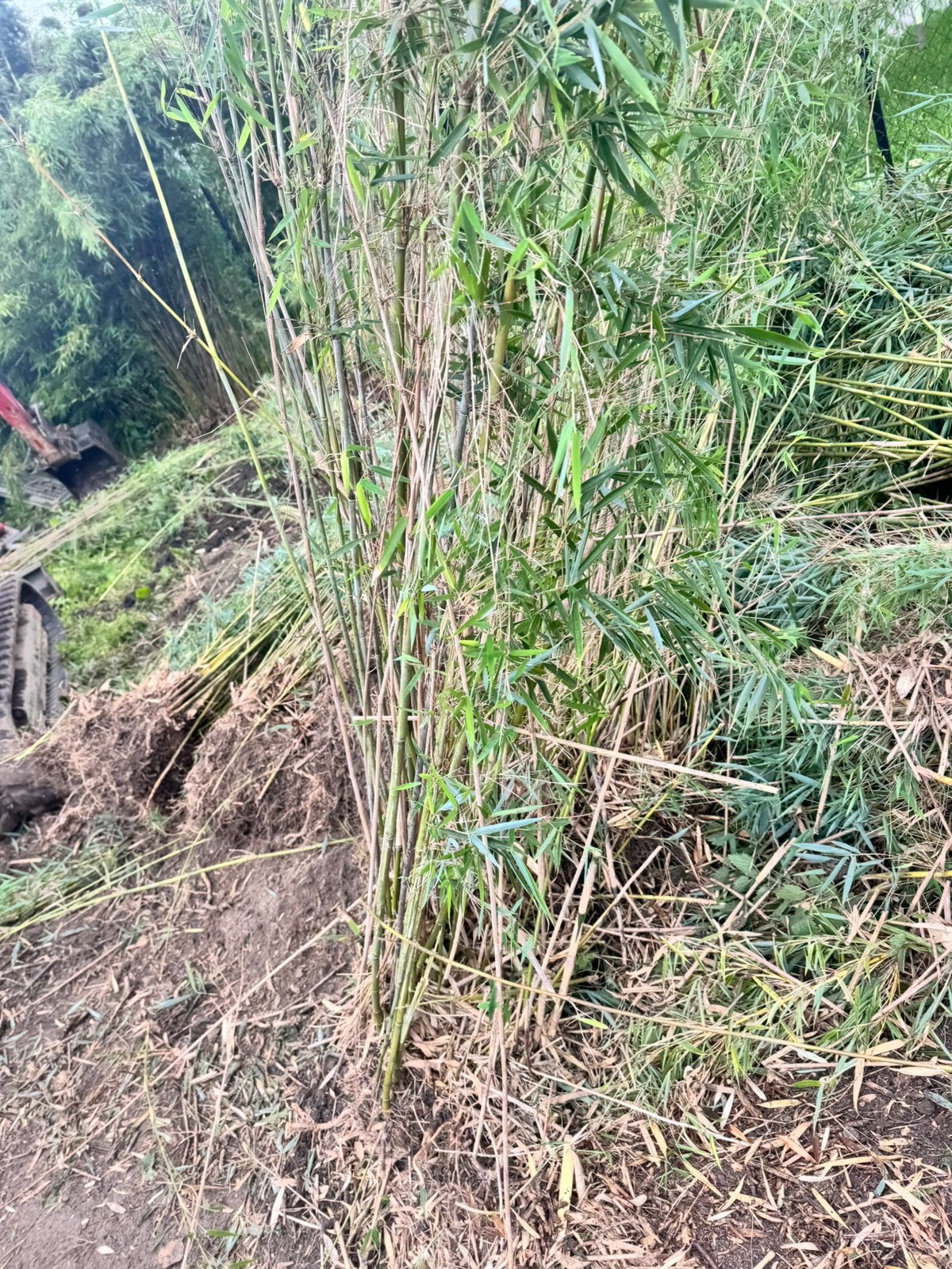 Bambou non traçant et traçant disponible, Enlèvement