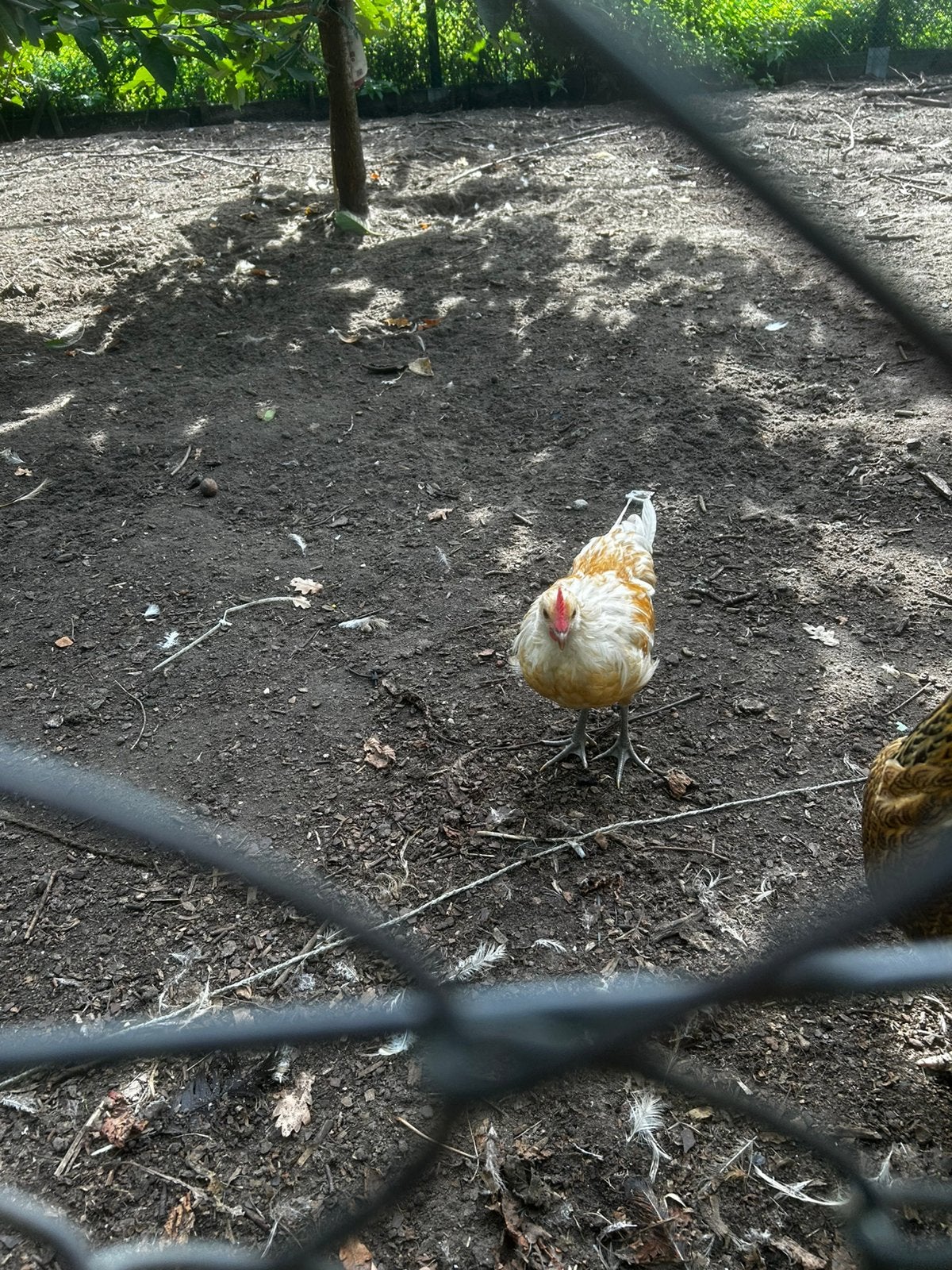 Raszuivere Bassette kippen, Poule ou poulet