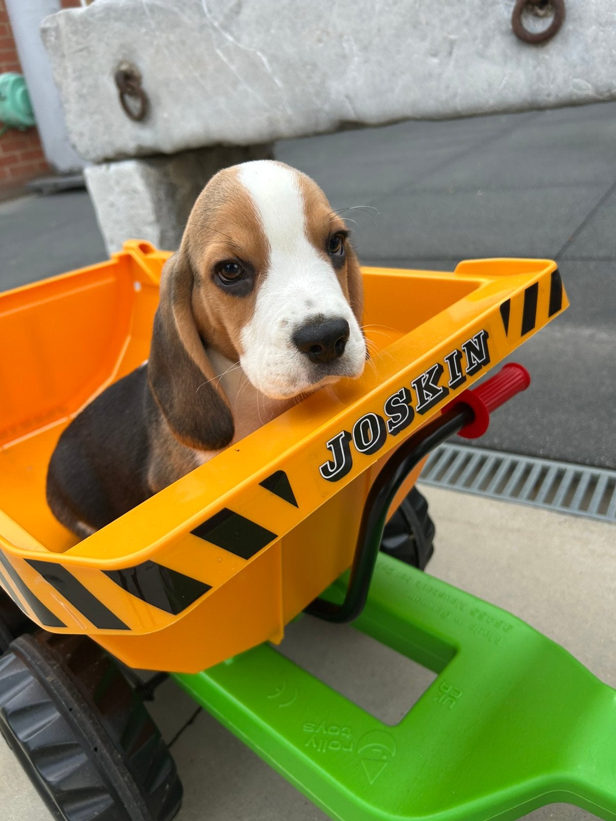 Leuke beagle pups, Beagle, Belgique, Plusieurs, 8 à 15 semaines