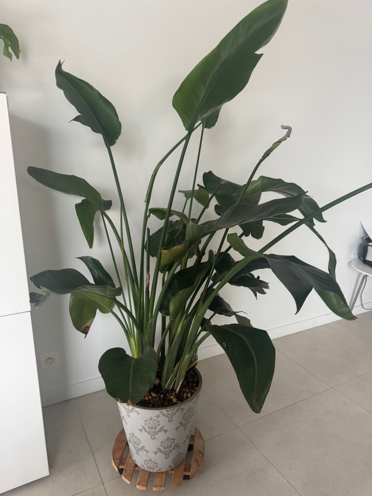 Strelizia Nicolai in pot 140-150cm, Enlèvement, En pot