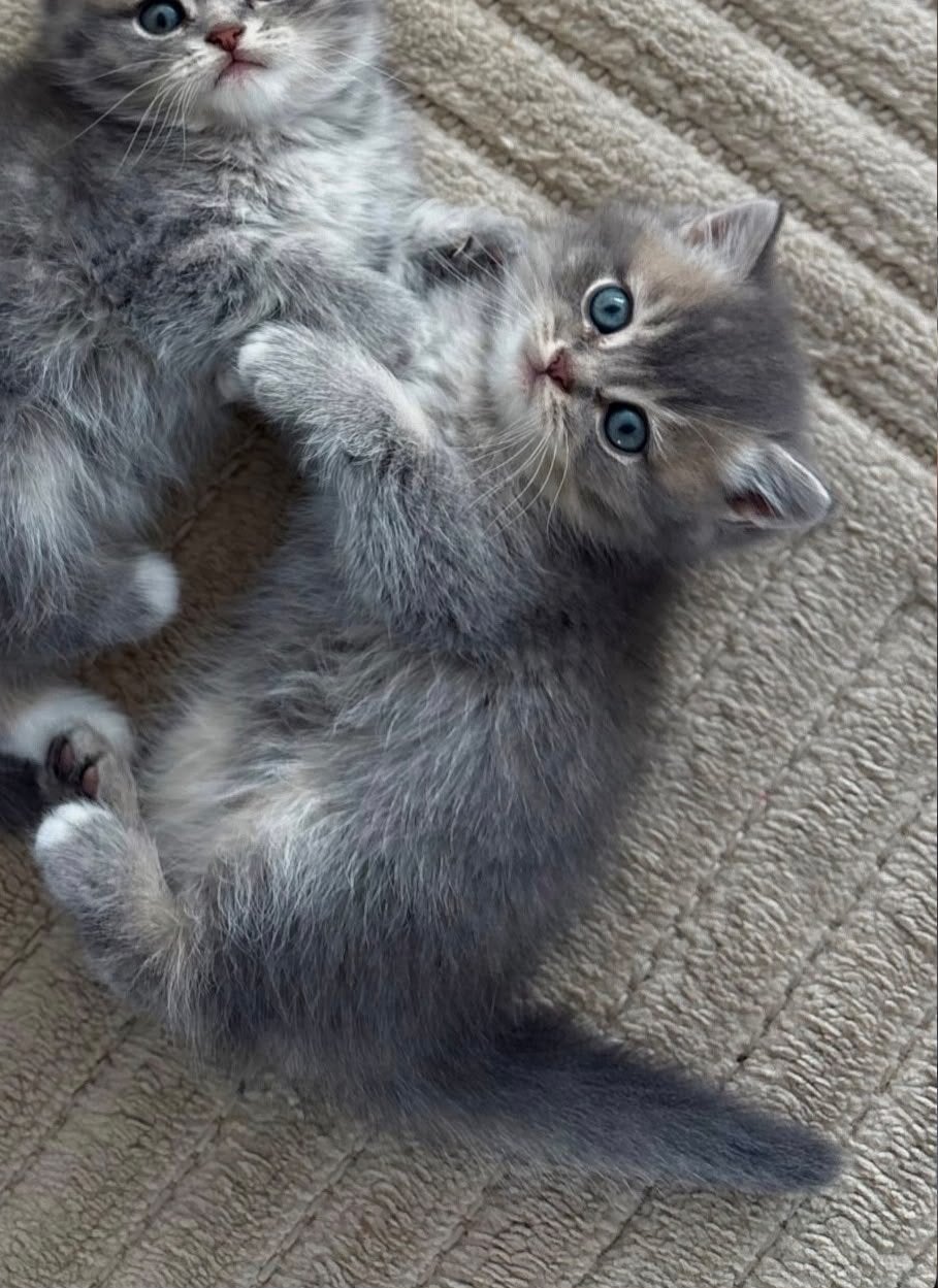 Kitten, Kater, Gechipt, 0 tot 2 jaar