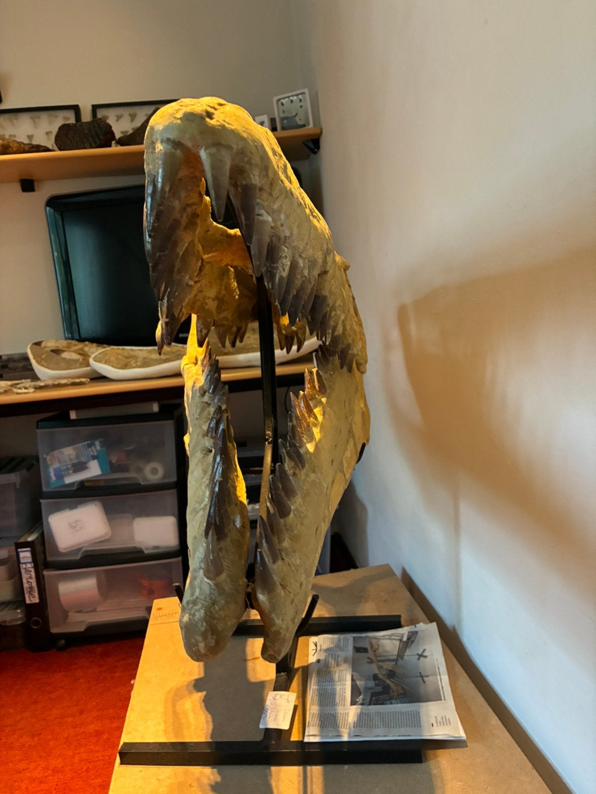 Fossielen Mosasaurus Schedel., Verzamelen, Ophalen, Fossiel
