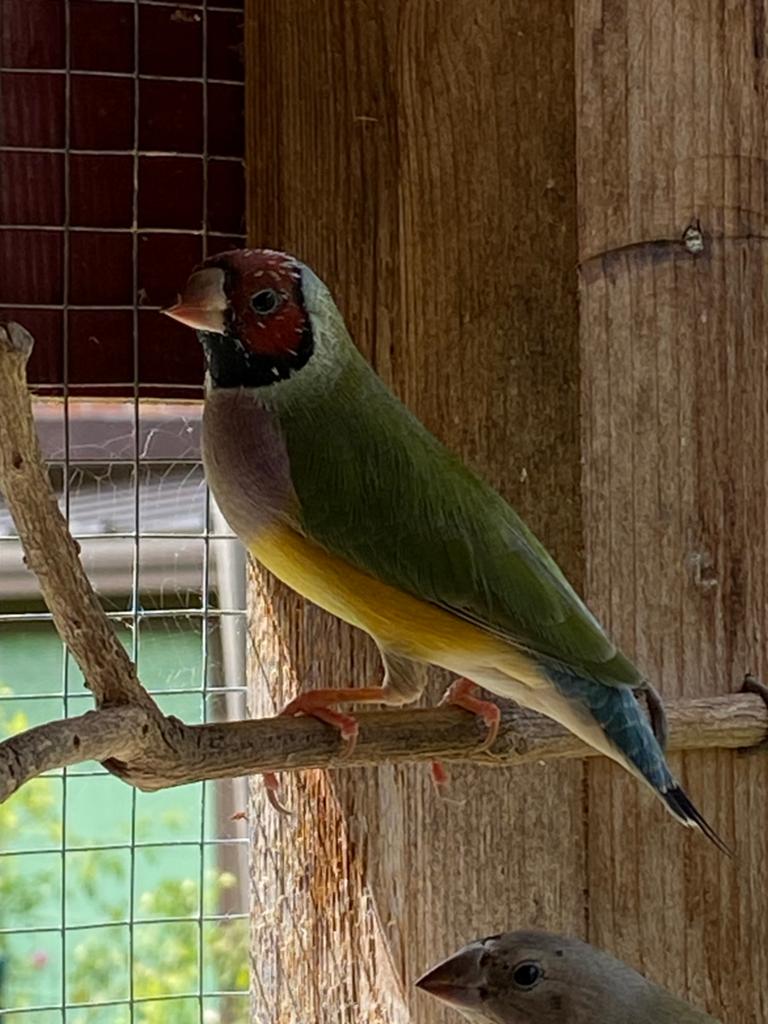 Goulds amadine, Dieren en Toebehoren, Meerdere dieren, Tropenvogel