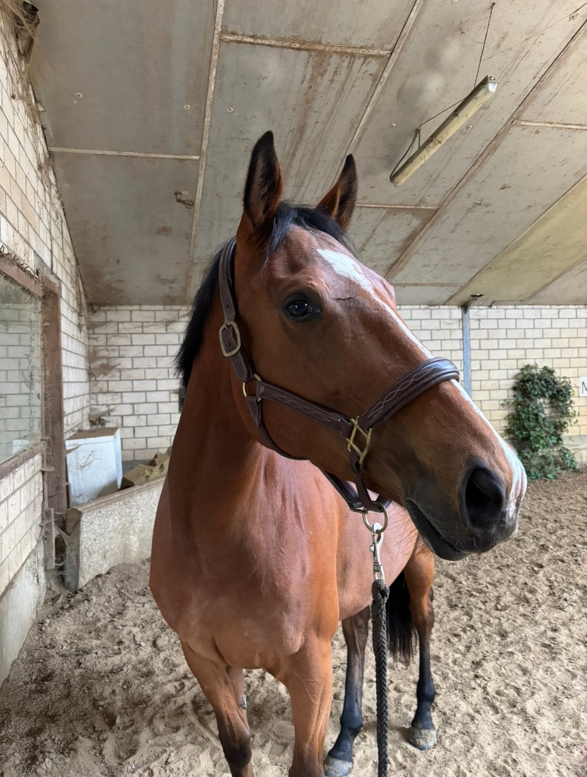 5-jarige volbloed merrie te koop, Avec puce électronique, Débourré, 165 à 170 cm, Cheval de récréation