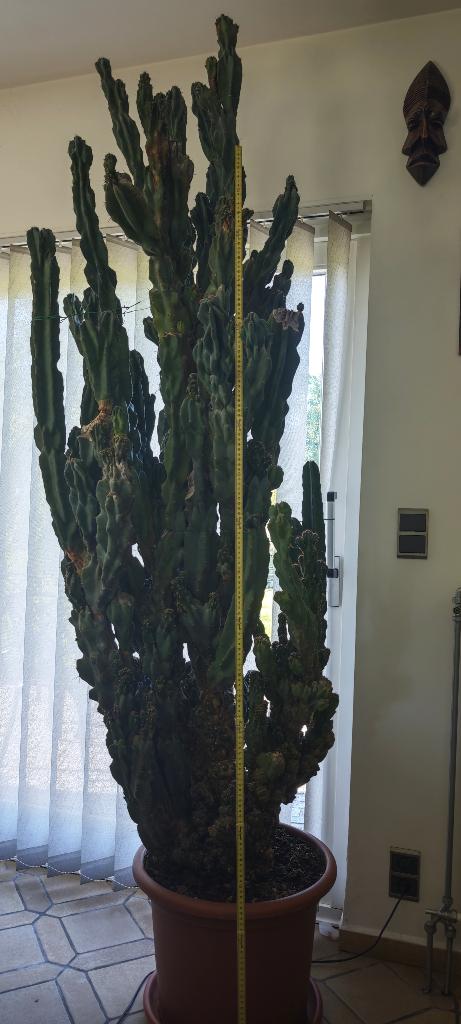 Grand Cactus, Enlèvement, Cactus, En pot, 200 cm ou plus