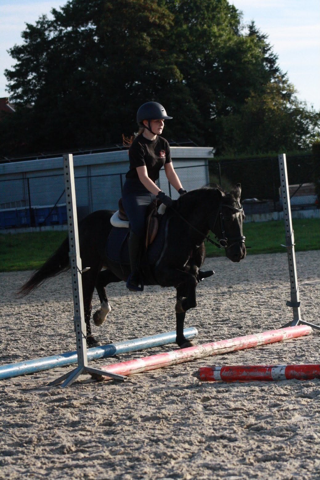 Zwarte C-pony te koop, Dieren en Toebehoren, Merrie, C pony (1.27m tot 1.37m), 11 jaar of ouder