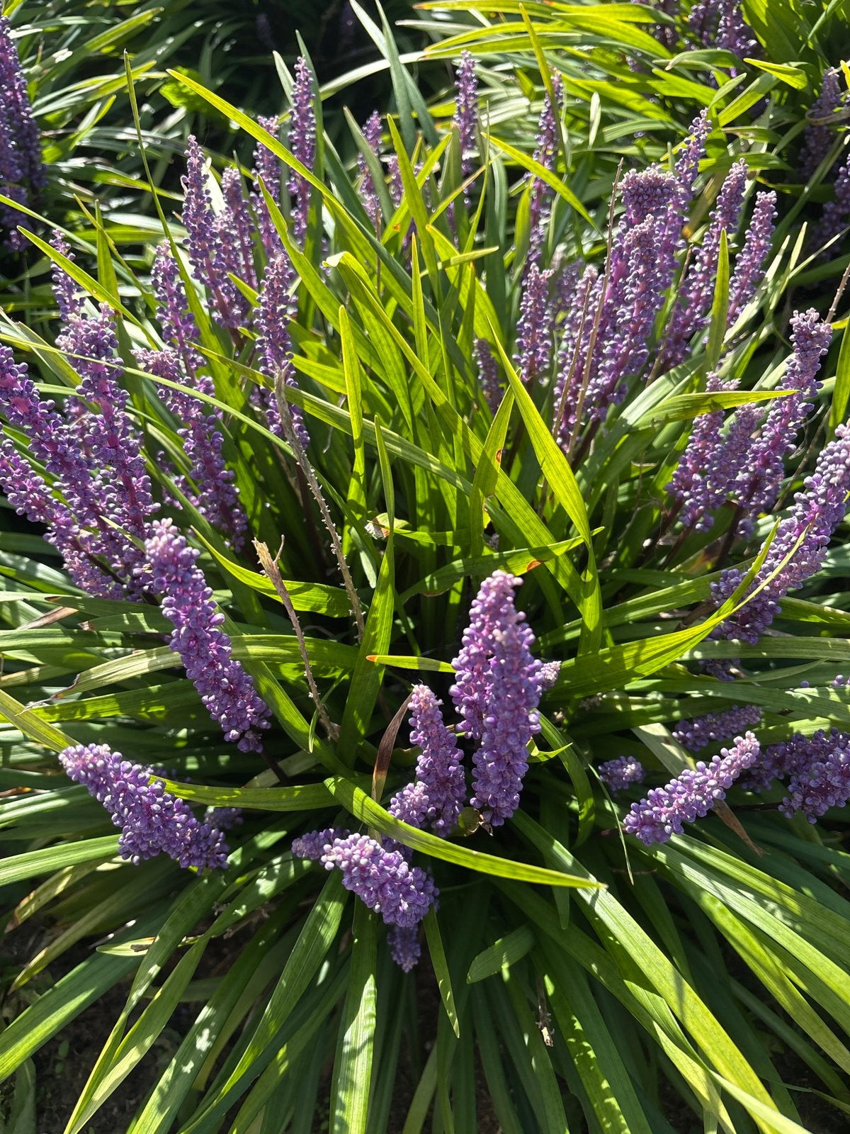 Liriope, Tuin en Terras, Ophalen