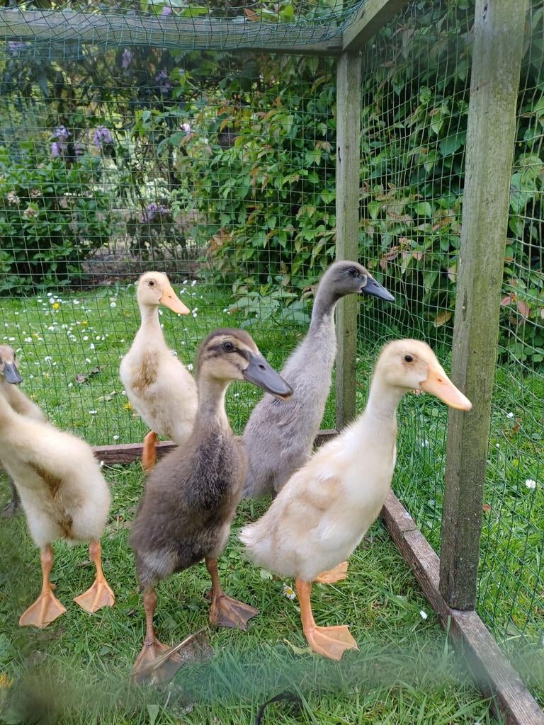 Jonge indische loopeenden, Animaux & Accessoires, Volatiles, Sexe inconnu, Canard