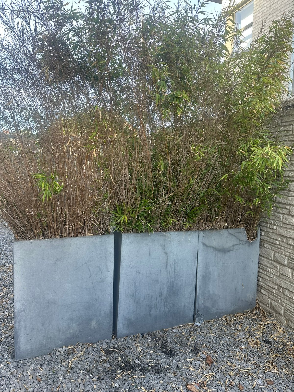 Bamboe in pot, Enlèvement, Utilisé