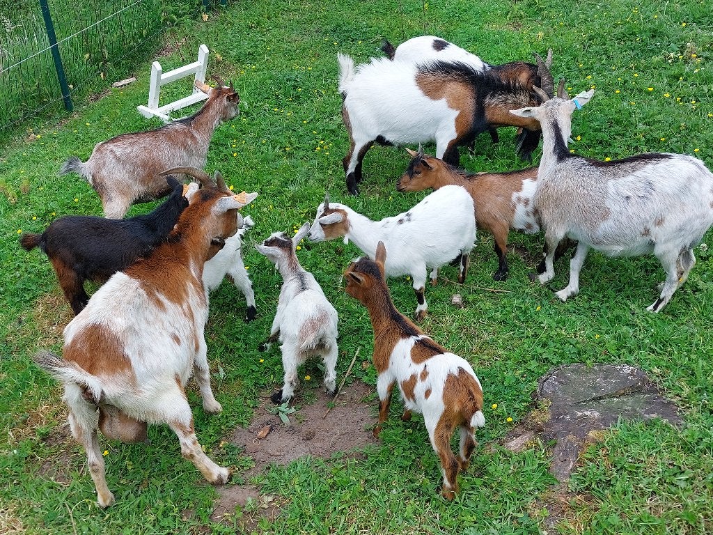 geiten te koop, Plusieurs animaux, Chèvre, 0 à 2 ans