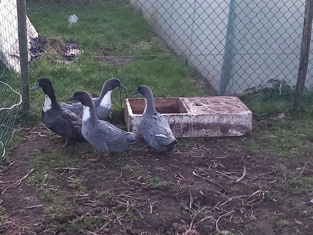 Broedeieren dendermondse eend, Eend