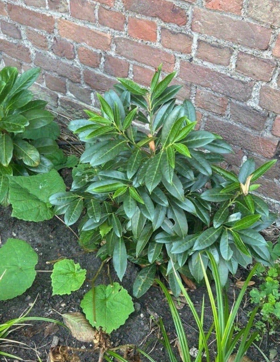 Laurier, Ophalen, Vaste plant