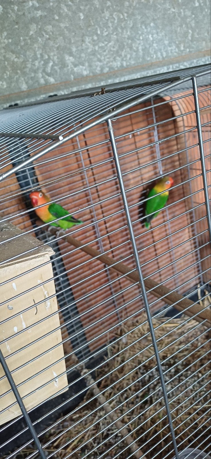Dwergpapegaaien