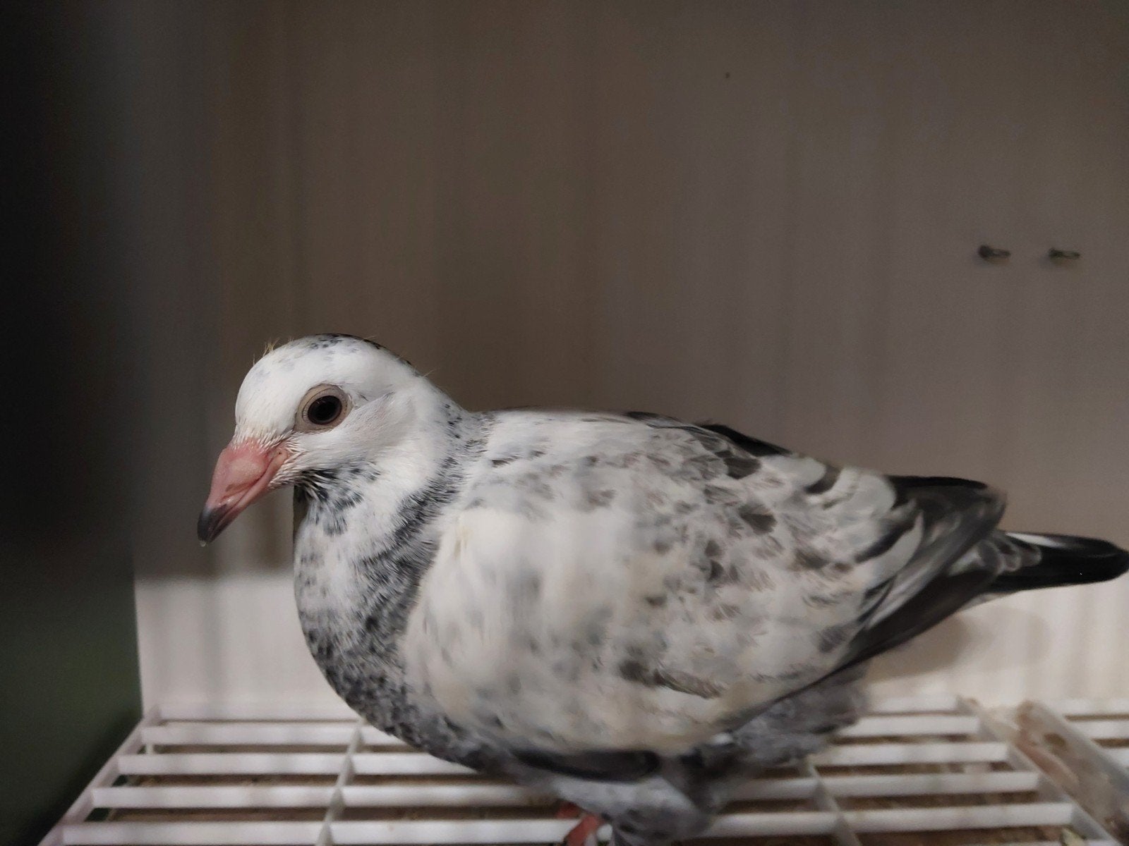 Postduif, reisduif, piètrain, Dieren en Toebehoren, Postduif