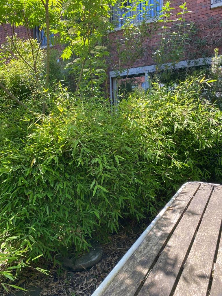 niet-woekerende bamboe gratis, Tuin en Terras, Planten | Bomen, Ophalen, Volle zon, Overige soorten, 100 tot 250 cm