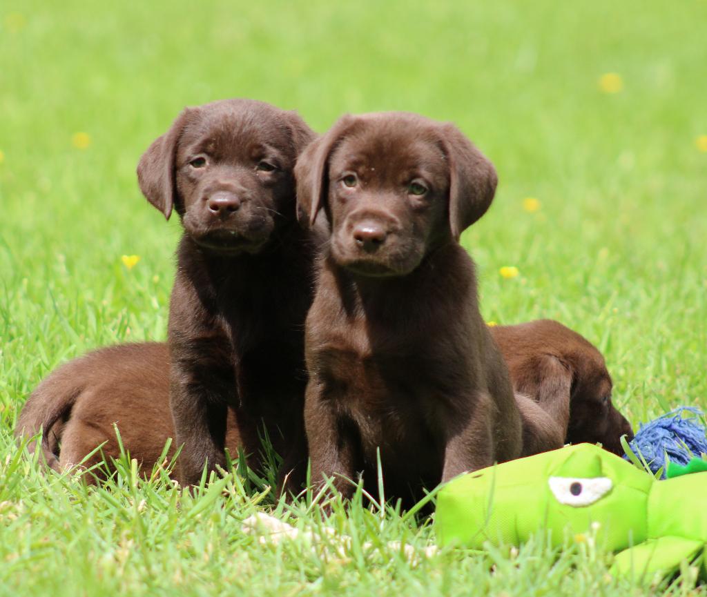 Chiots du Labrador, Animaux & Accessoires, Chien (mâle), Belgique, Labrador retriever, Plusieurs