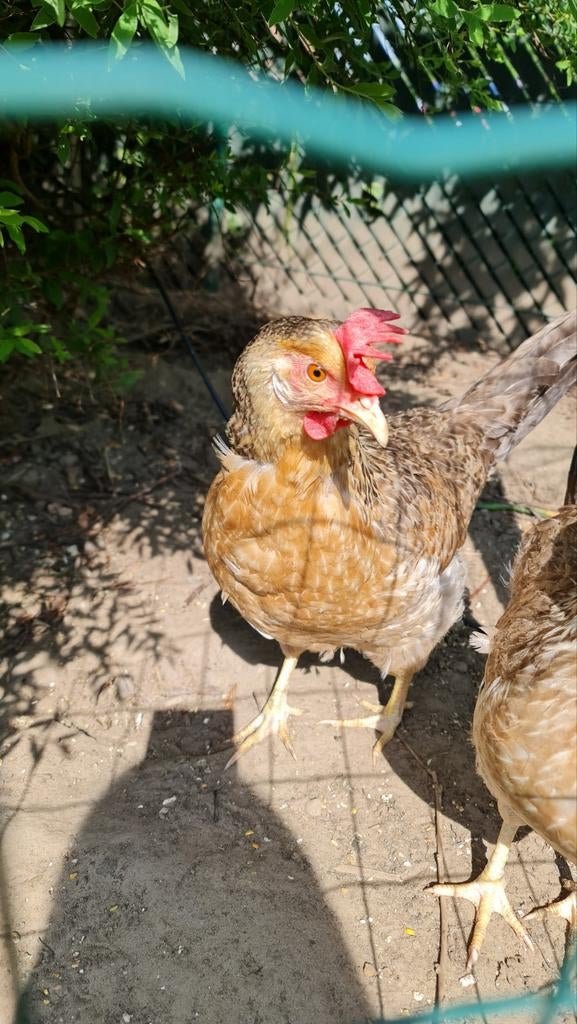 Cream legbar hen 1 jaar oud., Dieren en Toebehoren, Pluimvee, Vrouwelijk, Kip