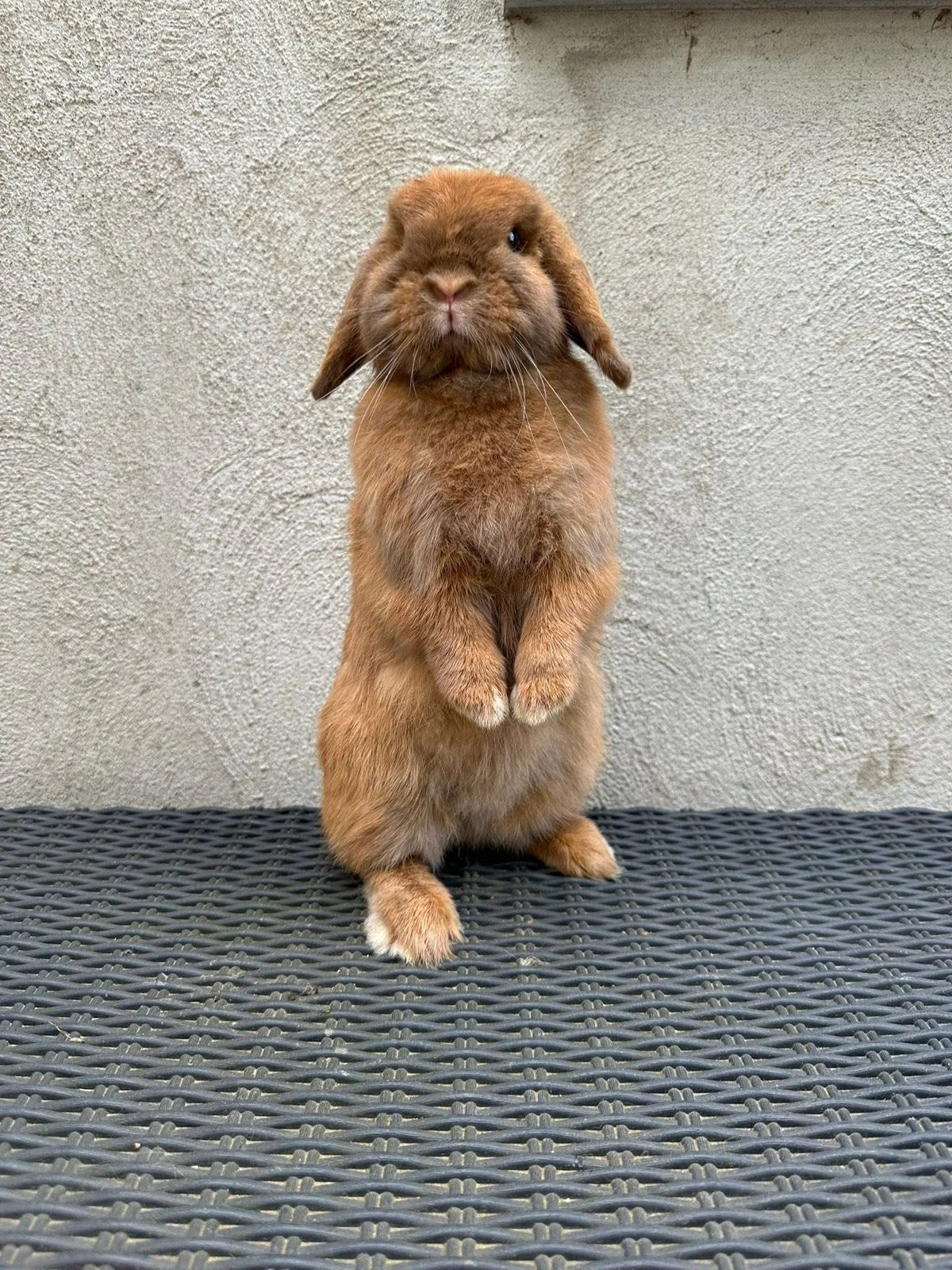 Minilop voedstertje, Dieren en Toebehoren, Hangoor