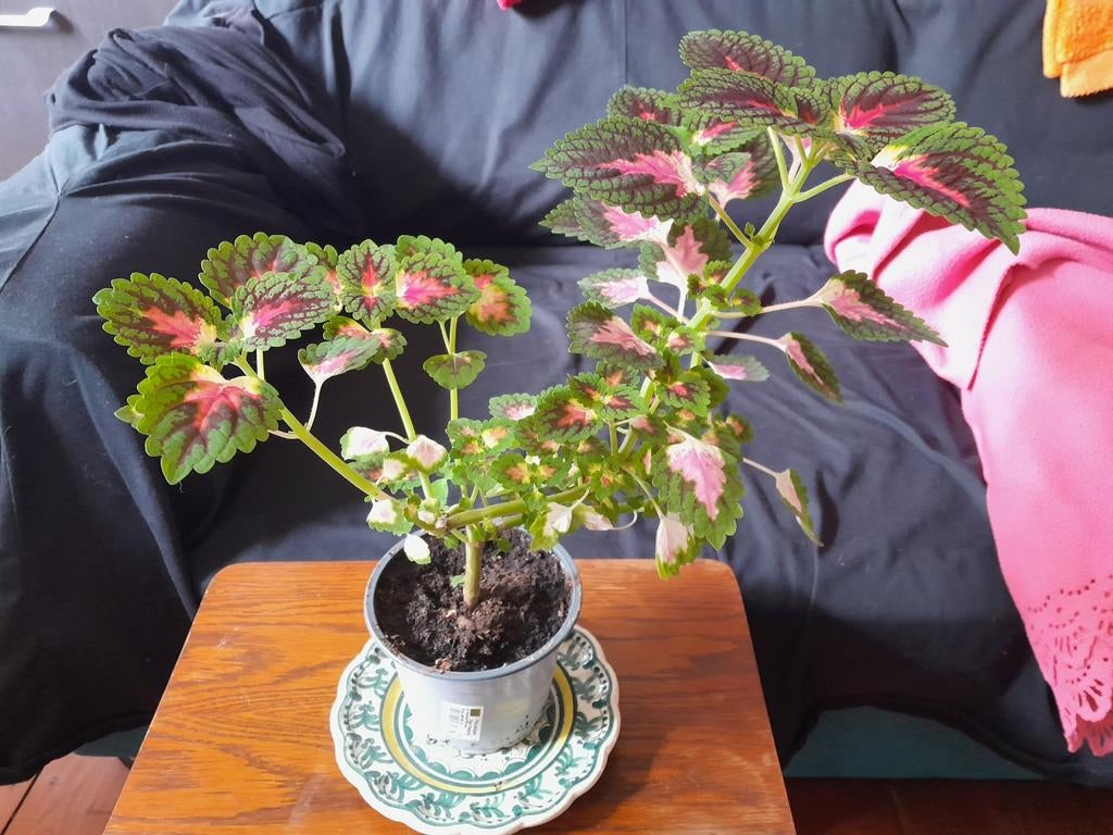 Plante : coleus, Enlèvement