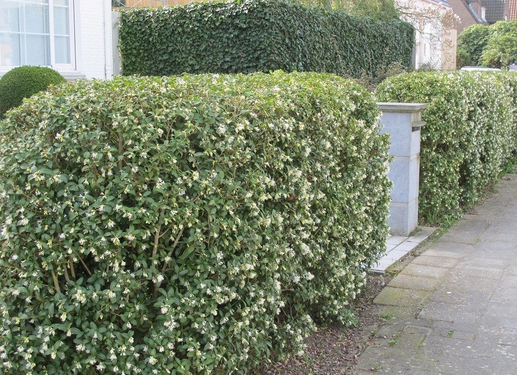 Osmanthus burkwoodii - schitterende groen massief plant, Autres espèces, Printemps, Plein soleil, Enlèvement