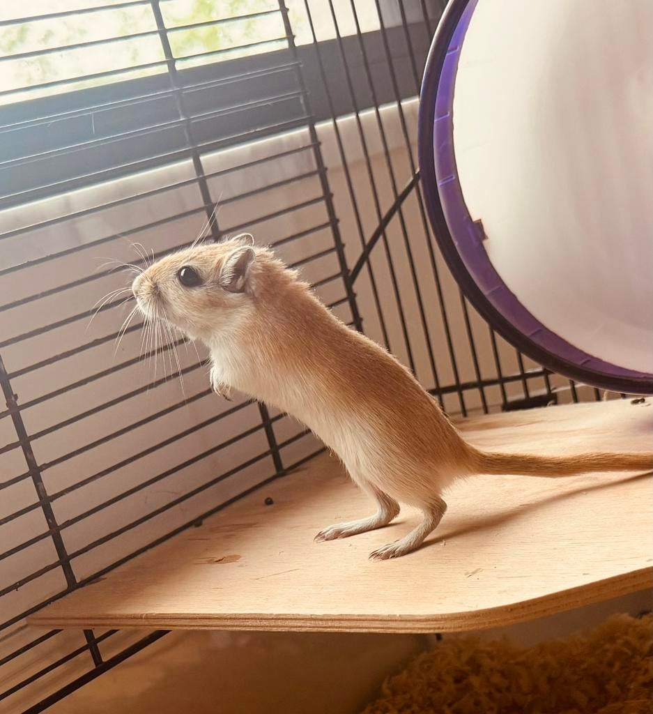 Woestijnratje, Rat, Février, Domestique, Femelle