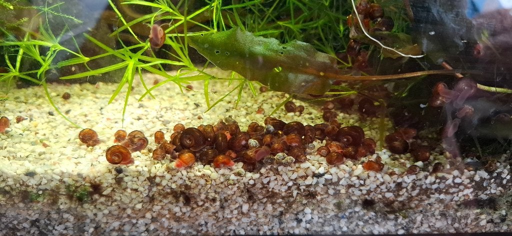 Gratis posthoornslakken, Dieren en Toebehoren, Slak of Weekdier, Zoetwatervis
