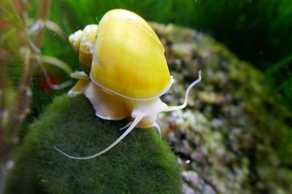 Gele appelslak, Dieren en Toebehoren, Slak of Weekdier, Zoetwatervis