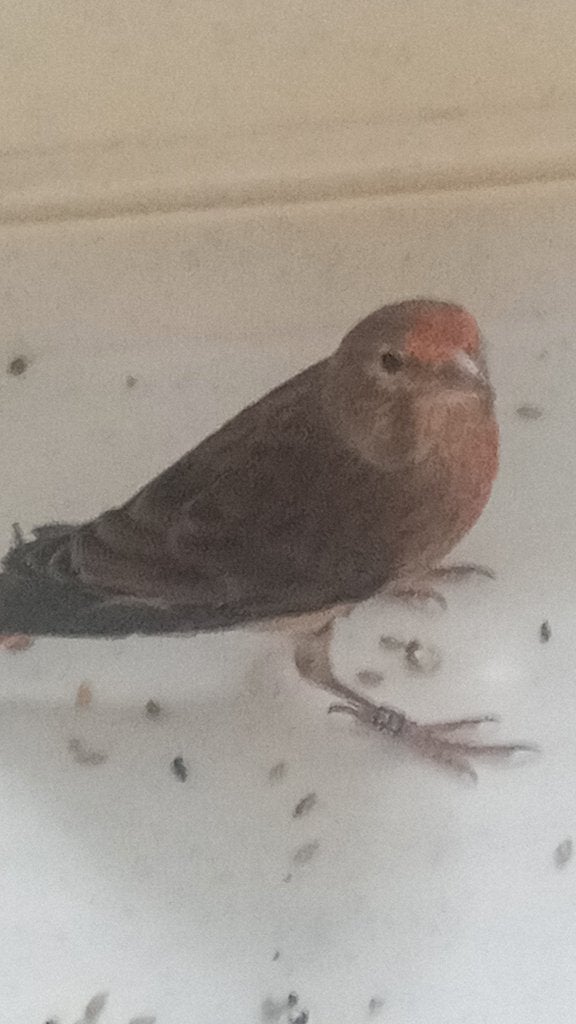Vogel te koop, Mâle, Oiseau chanteur sauvage, Bagué