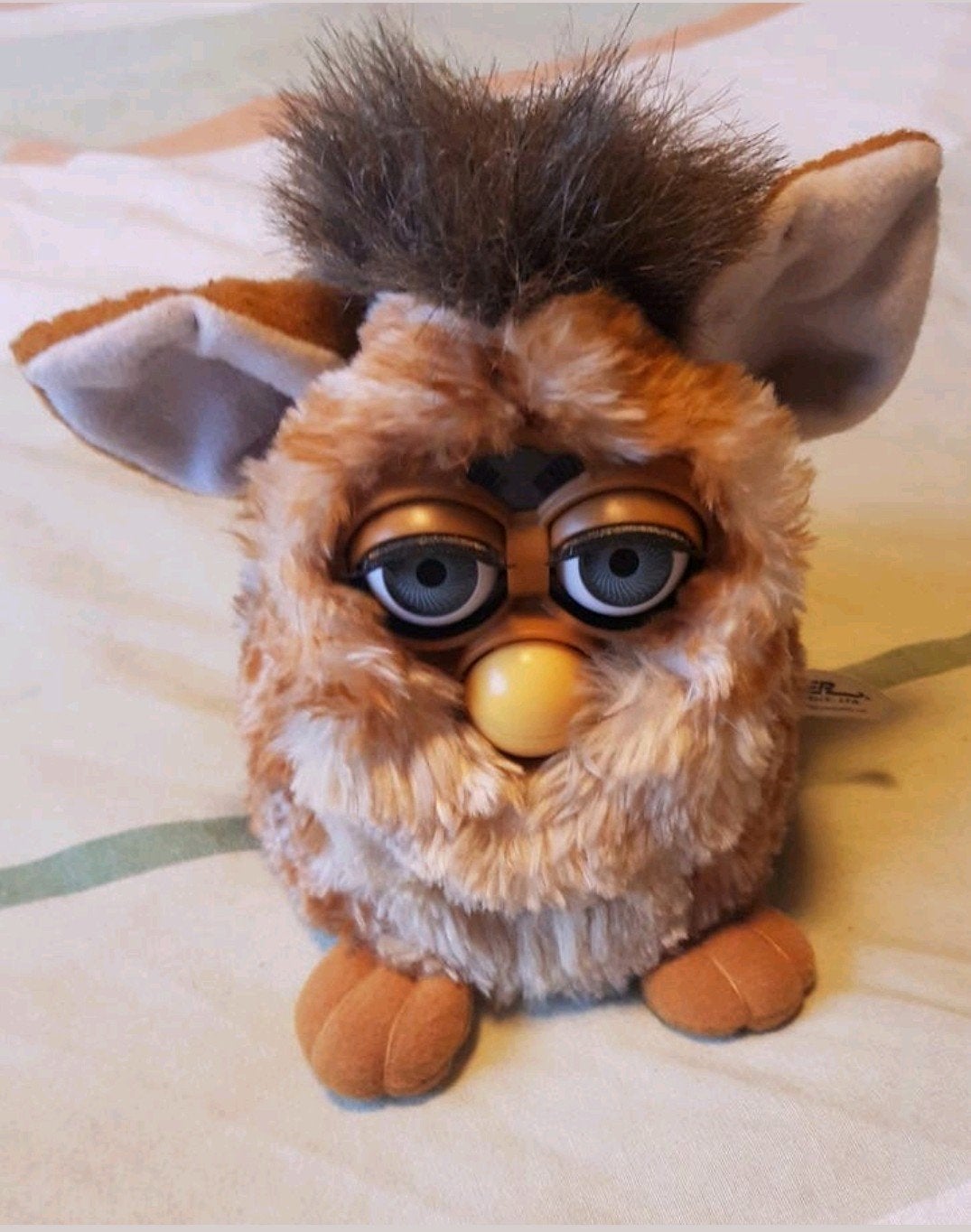 Oude tiger furby, Ophalen