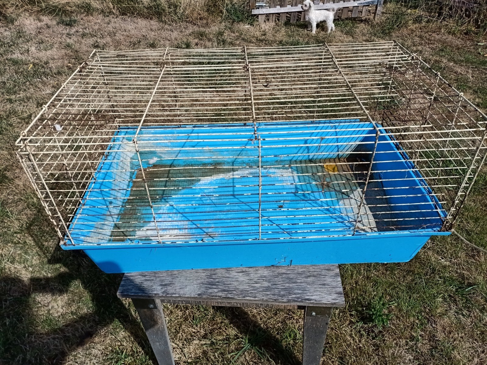 A donné cage pour lapin, Enlèvement
