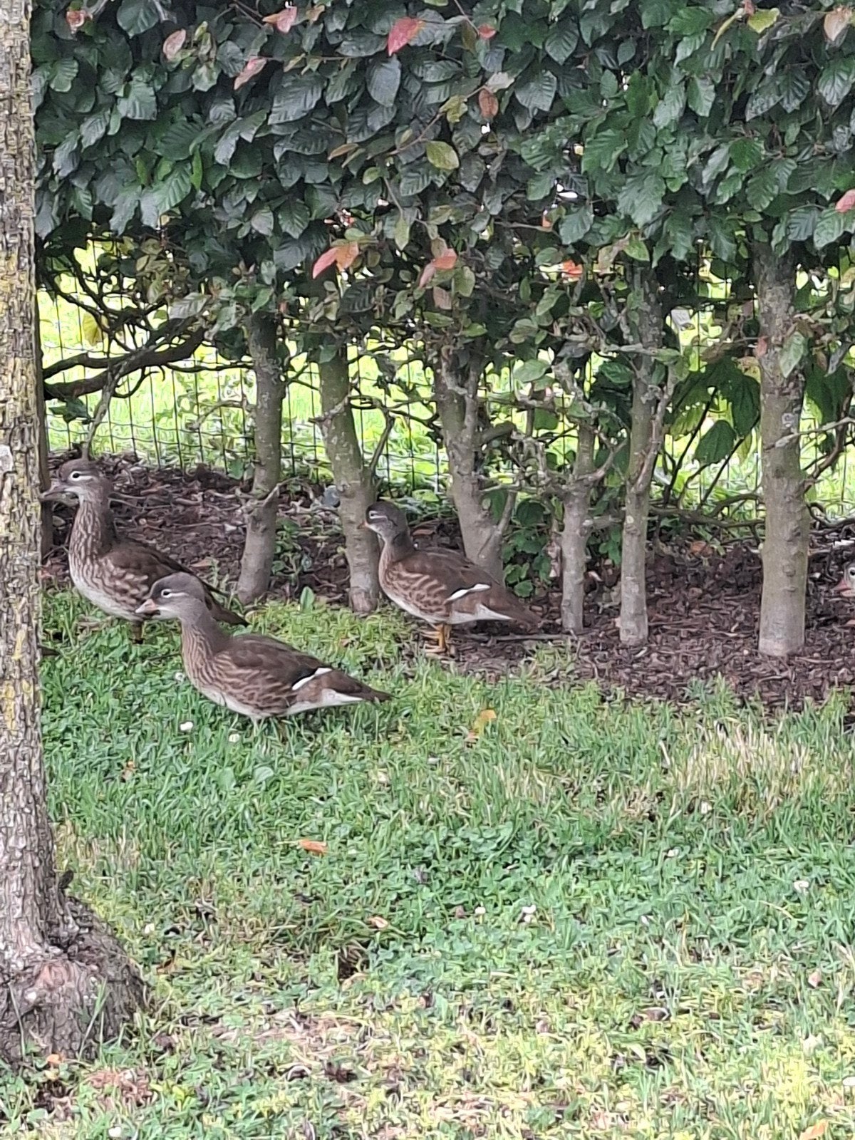 3 canards à la mandarine, Animaux & Accessoires