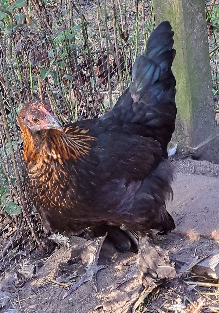 Marans hennetje te koop, Dieren en Toebehoren, Vrouwelijk, Kip