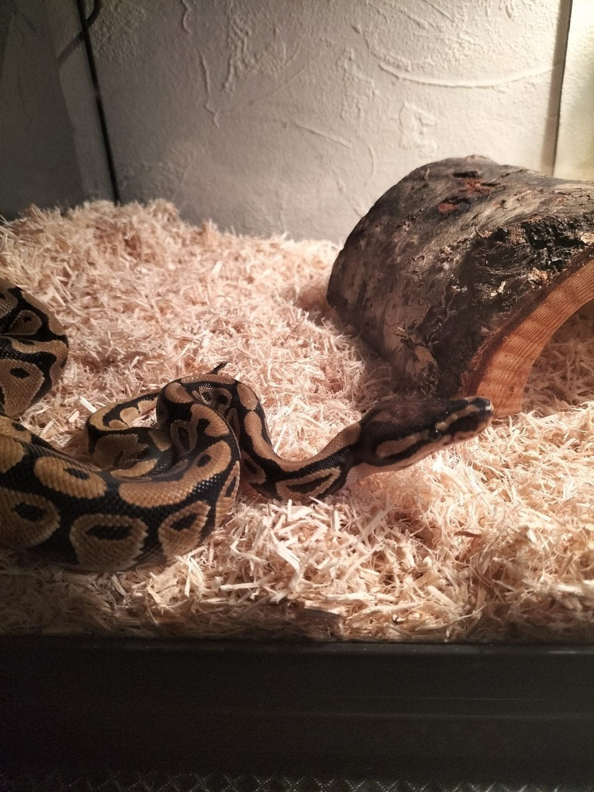 konings python regius Ball Python photo 2